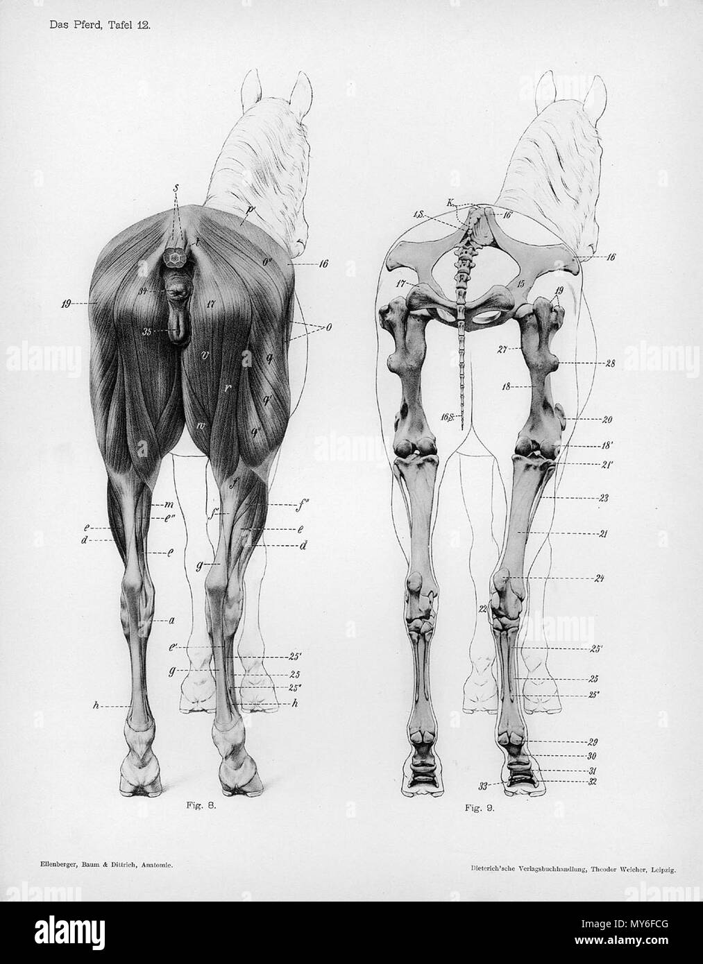 . À partir de la gravure anatomique animale Handbuch der pot der Tiere für Künstler" - Hermann Dittrich, illustrator. 1889 et 1911-1925. Wilhelm Ellenberger et Hermann Baum 246 anatomie cheval vue postérieure Banque D'Images