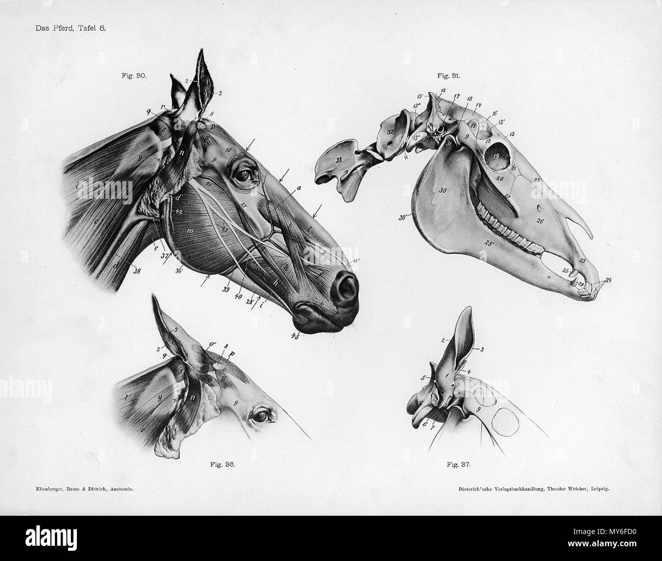 . À partir de la gravure anatomique animale Handbuch der pot der Tiere für Künstler" - Hermann Dittrich, illustrator. 1889 et 1911-1925. Wilhelm Ellenberger et Hermann Baum 246 tête anatomie cheval Banque D'Images