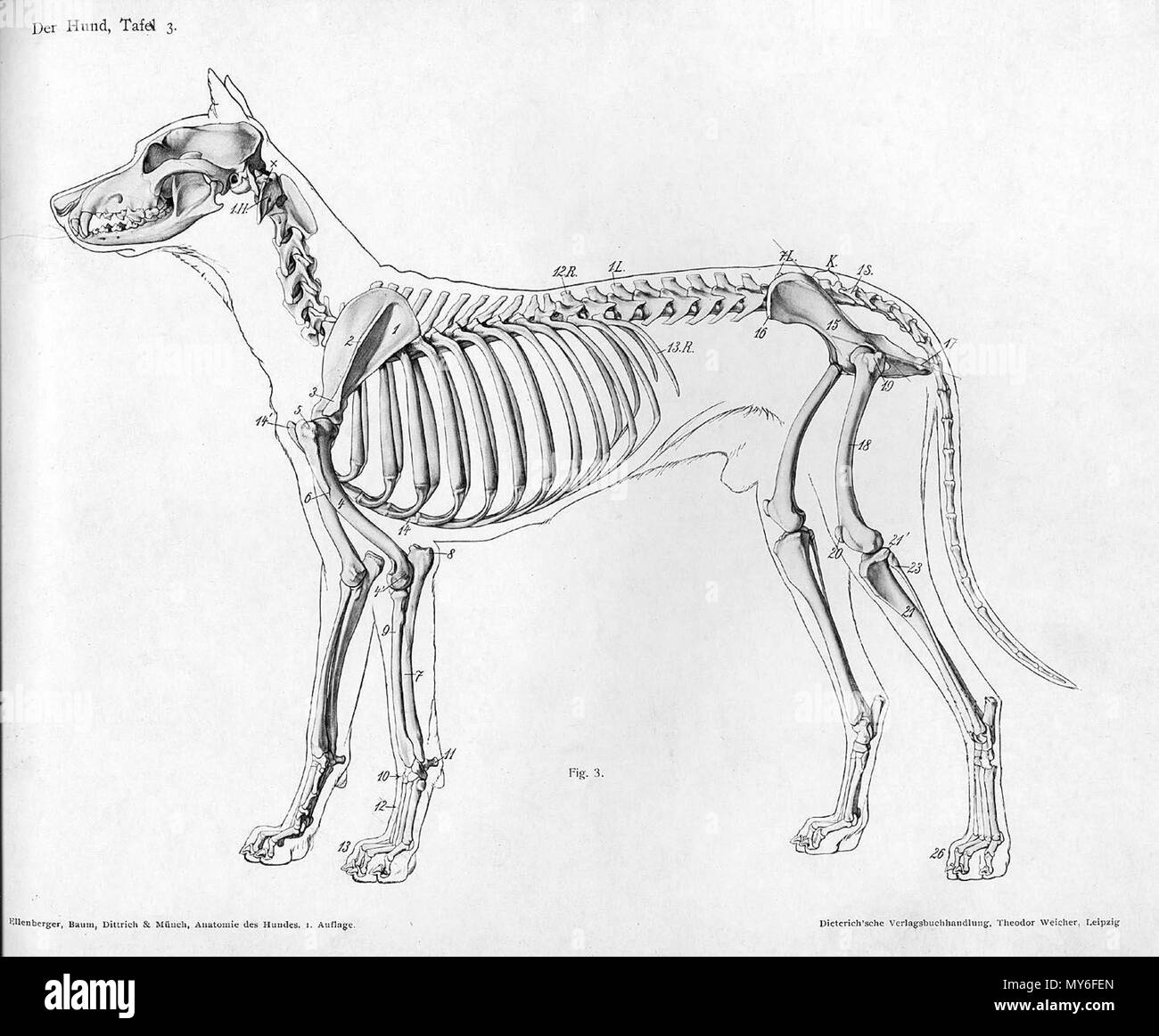 . À partir de la gravure anatomique animale Handbuch der pot der Tiere für Künstler" - Hermann Dittrich, illustrator. 1889 et 1911-1925. Wilhelm Ellenberger et Hermann Baum 143 anatomie chien squelette latéral voir Banque D'Images