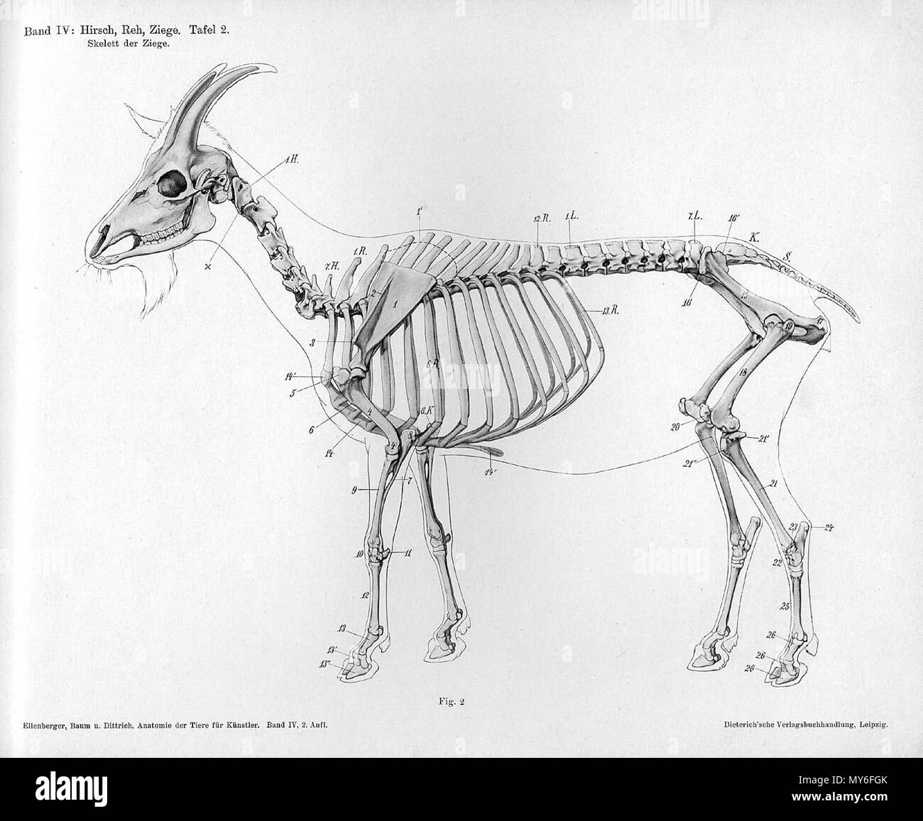 . À partir de la gravure anatomique animale Handbuch der pot der Tiere für Künstler" - Hermann Dittrich, illustrator. 1889 et 1911-1925. Wilhelm Ellenberger et Hermann Baum 214 anatomie squelette latérale Vue de chèvre Banque D'Images