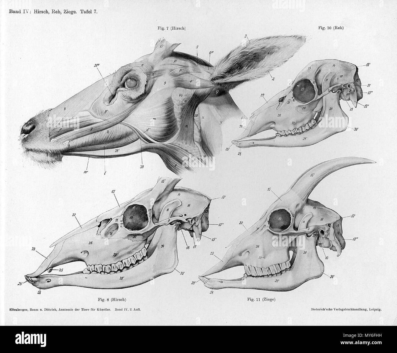 . À partir de la gravure anatomique animale Handbuch der pot der Tiere für Künstler" - Hermann Dittrich, illustrator. 1889 et 1911-1925. Wilhelm Ellenberger et Hermann Baum 214 tête anatomie de chèvre Banque D'Images