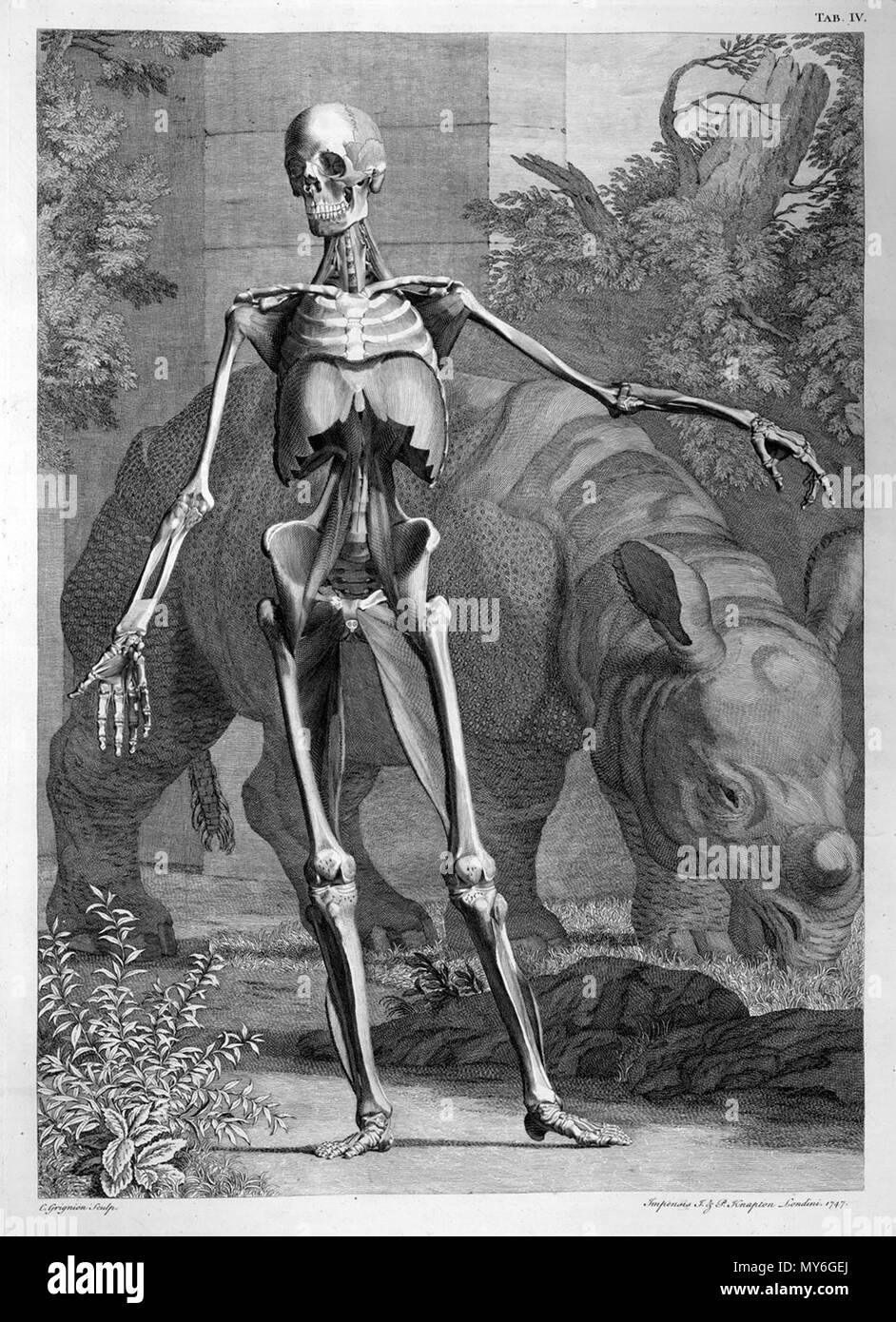 . Bernhard Siegfried Albinus (1697-1770) : Tableaux du squelette et des muscles du corps humain, 1749. Janvier 2008. Albinus McLeod 28 w squelette muscles moins Banque D'Images