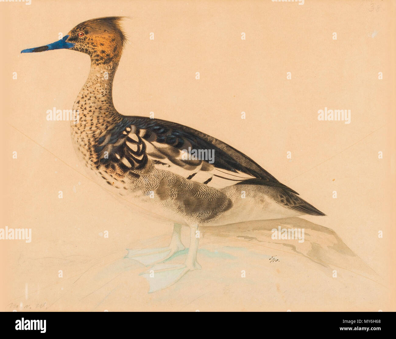 6652 Photos 6652 Images Alamy