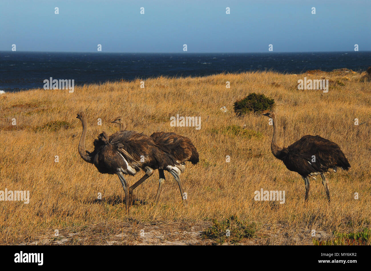 Bénéficiant d'autruches de la mer. La faune merveilleuse de la péninsule du Cap d'Afrique du Sud. Banque D'Images