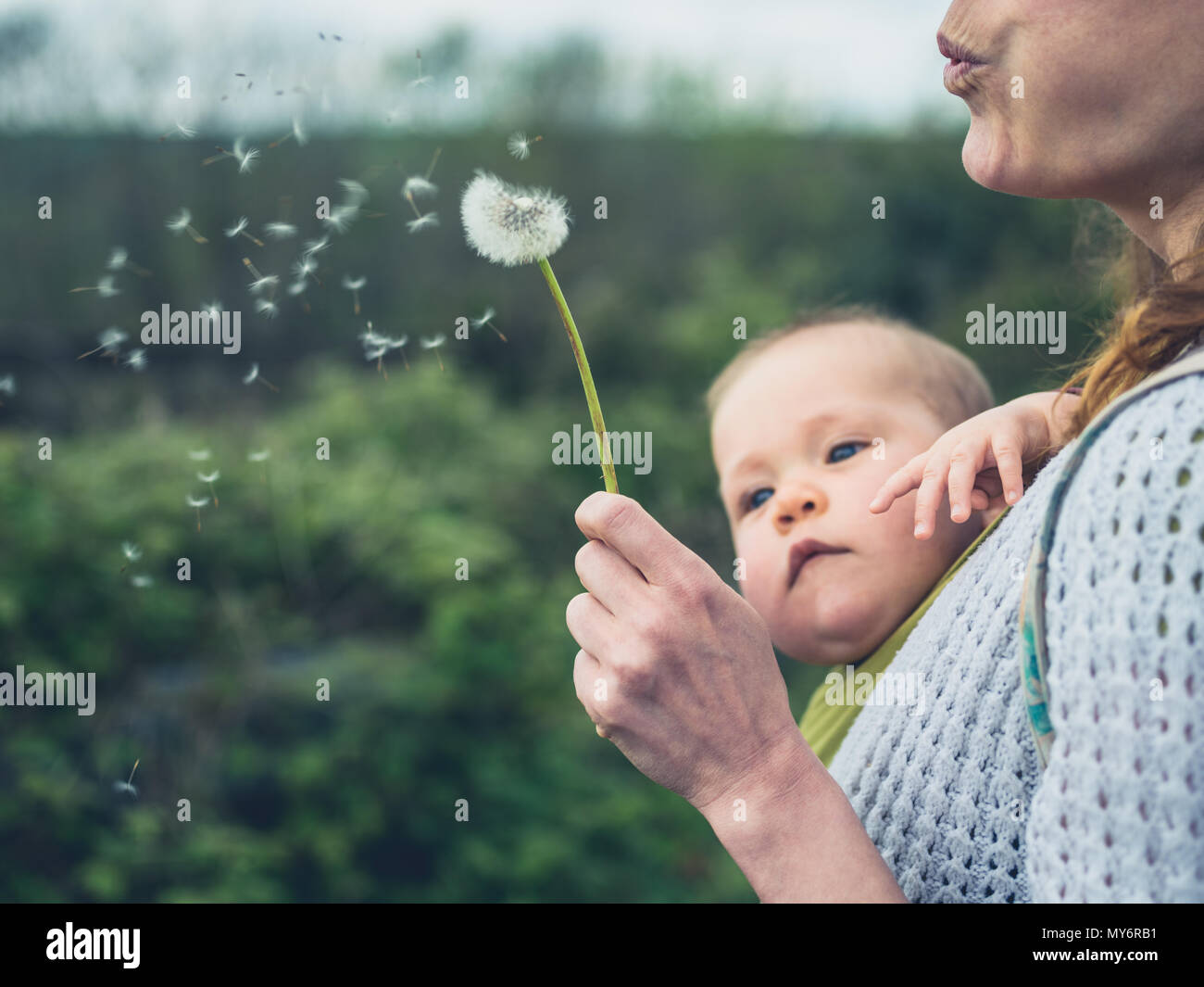 Une jeune mère avec un bébé dans une écharpe souffle les graines d'un pissenlit Banque D'Images