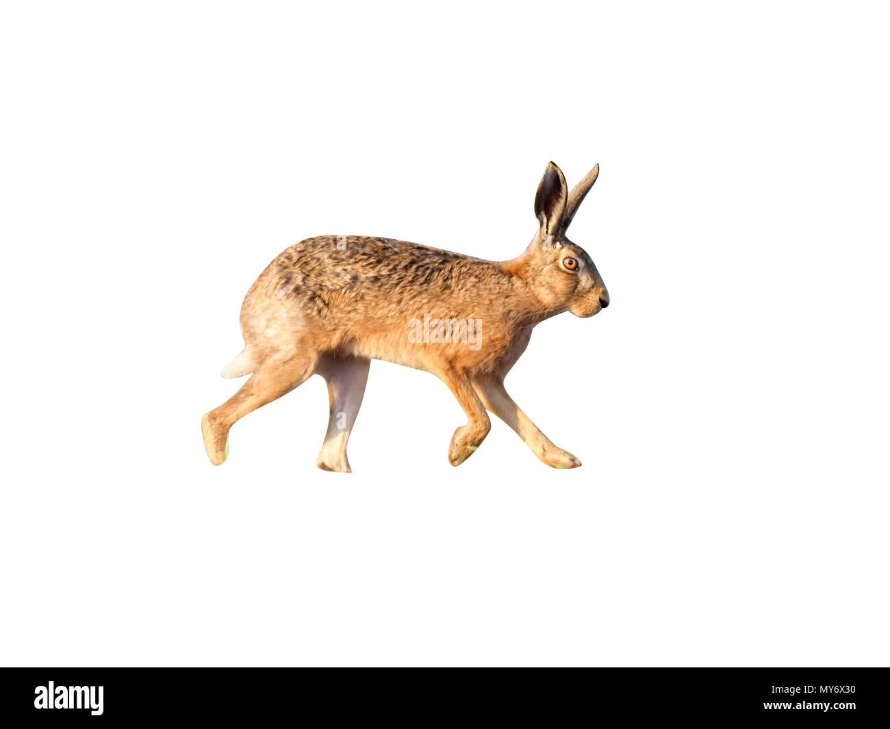 European brown hare, Lepus europaeus, seul hare sur champ, Warwickshire, Mai 2017 Banque D'Images