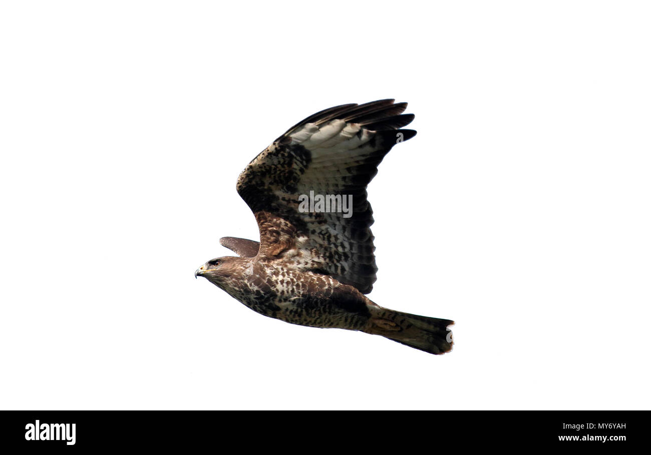 Buse variable, Buteo buteo, seul oiseau en vol, de Galles, Mars 2017 Banque D'Images