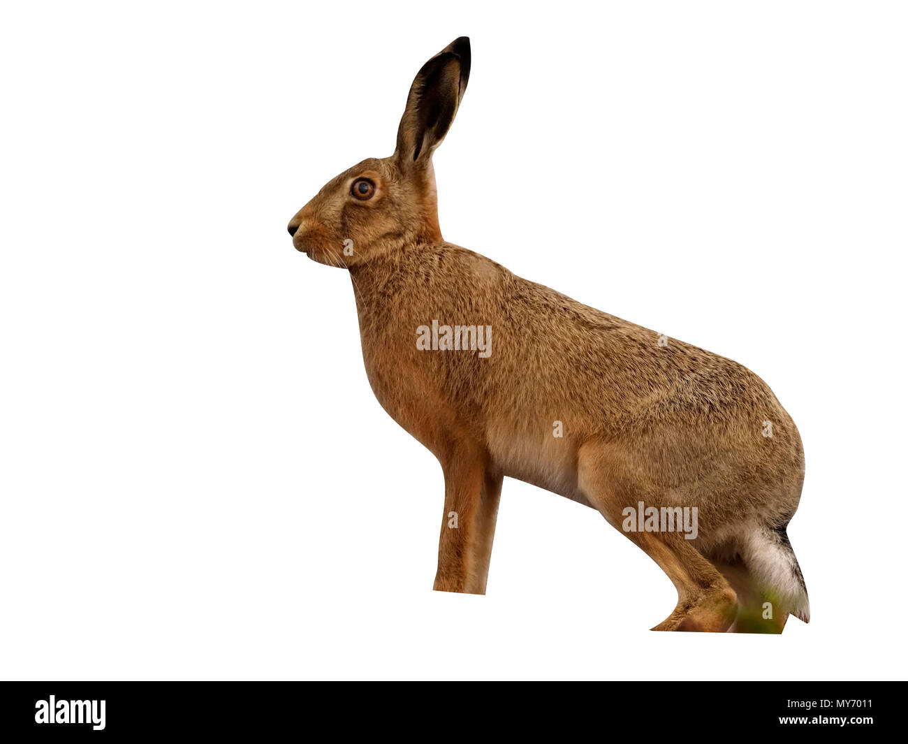 European Brown hare, Lepus europaeus, seul hare sur terrain, dans le Warwickshire, Septembre 2017 Banque D'Images