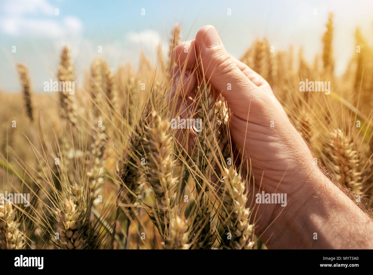 L'examen de cultures de blé, Close up of hand touching usine de céréales en champ cultivé Banque D'Images
