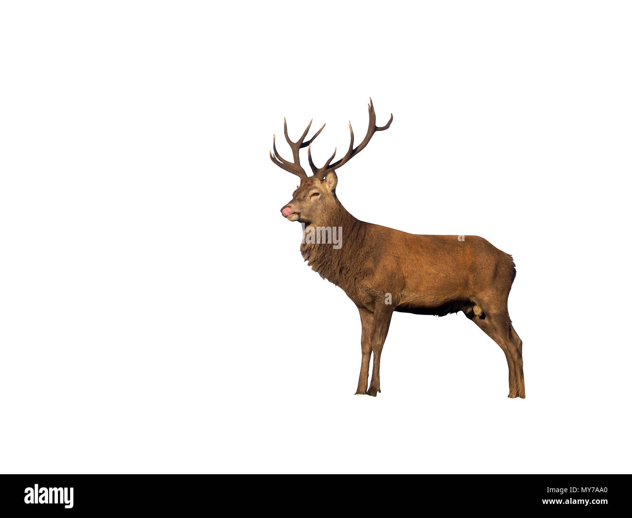 Red Deer (Cervus elaphus, seul mâle sur l'éperon rocheux, Leciestershire, Octobre 2017 Banque D'Images