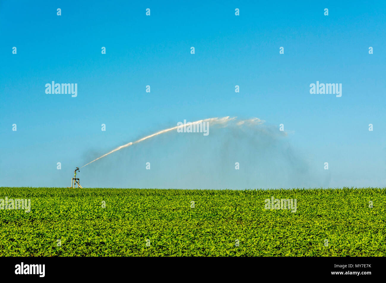 Arrosage dans un champ de tournesols.plaine de Limagne, Puy de Dome, Auvergne, Rhone Alpes, France Banque D'Images