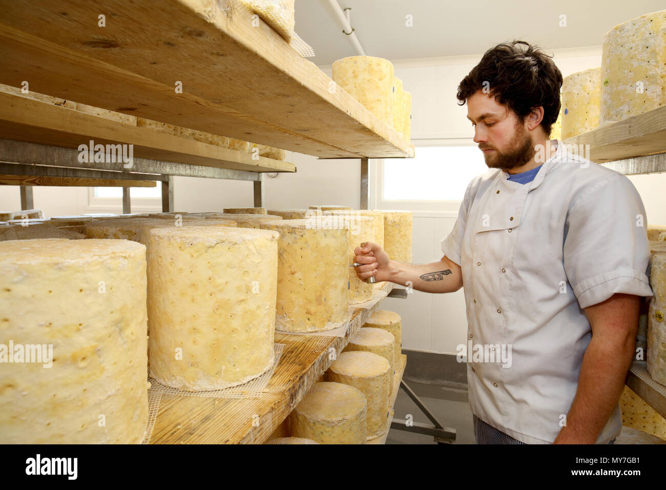 Bouilloire fromage Stilton cheese inspection par roue à l'aide d'un carottier à vérifier l'intérieur du moule bleu Banque D'Images