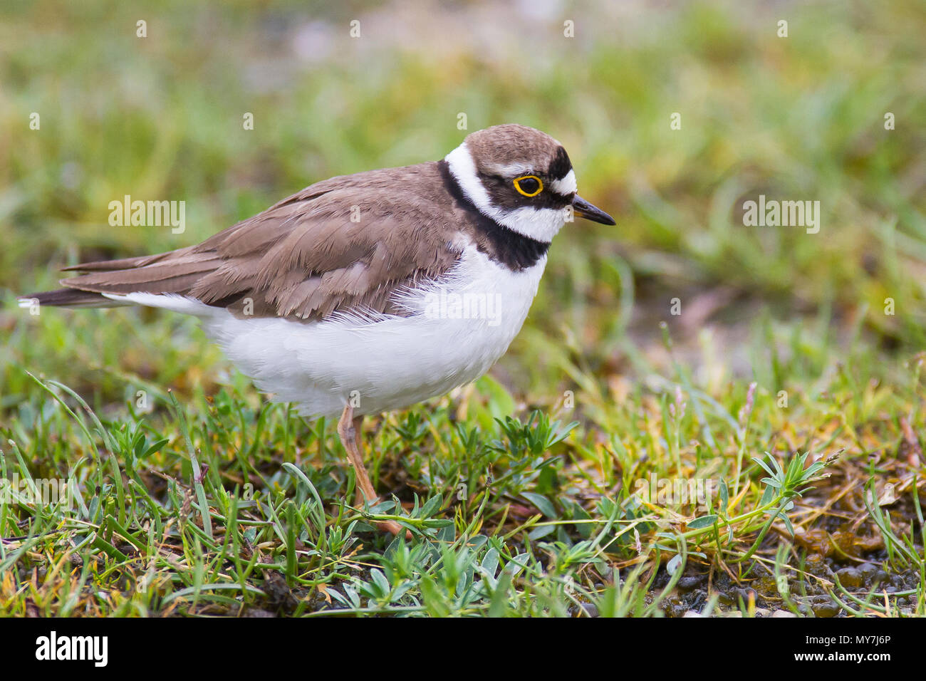 Petit Gravelot (Charadrius dubius), le lac de Neusiedl, Seewinkel, Burgenland, Autriche Banque D'Images