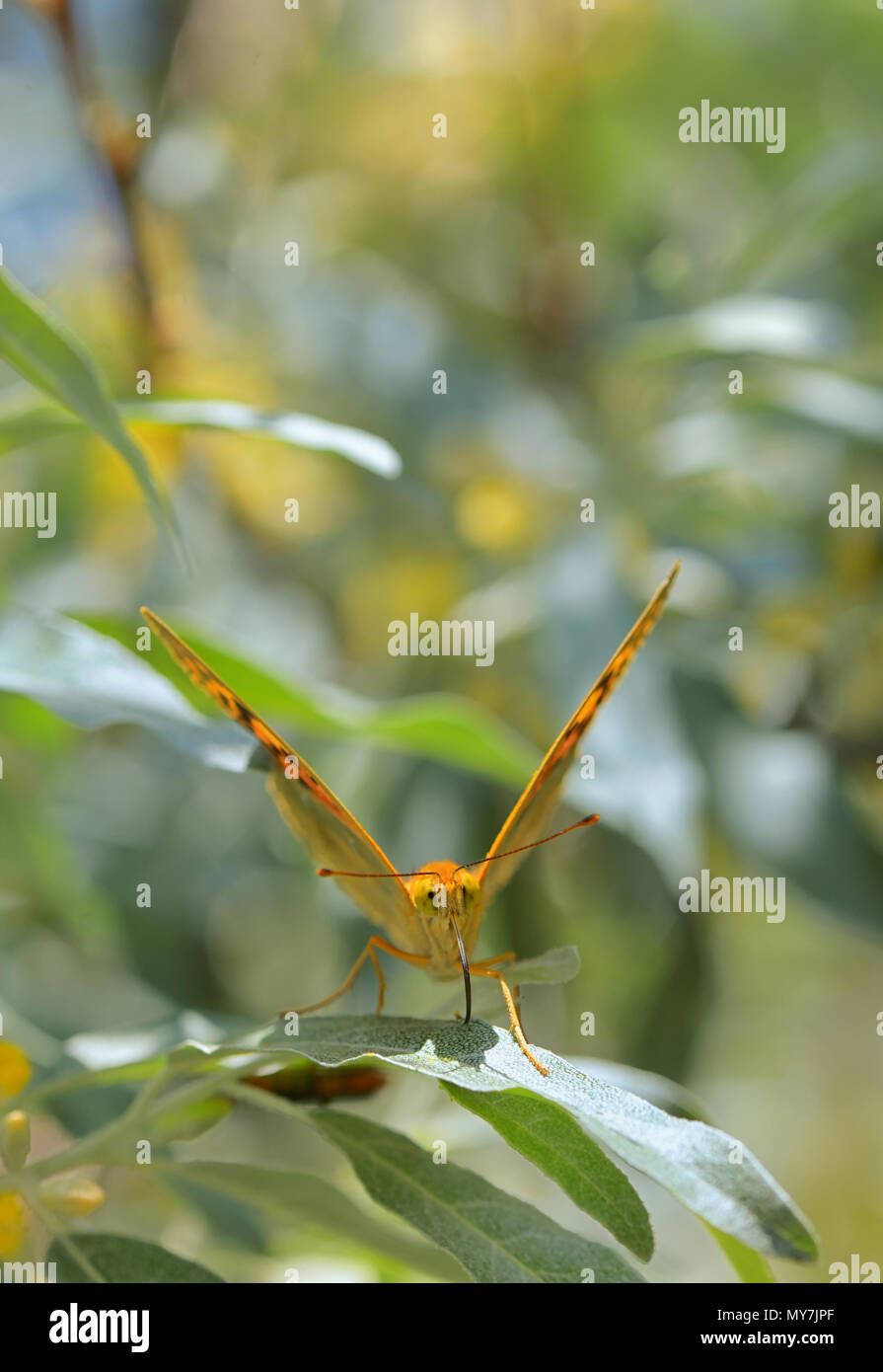 Les papillons monarques sur feuilles de saule Banque D'Images