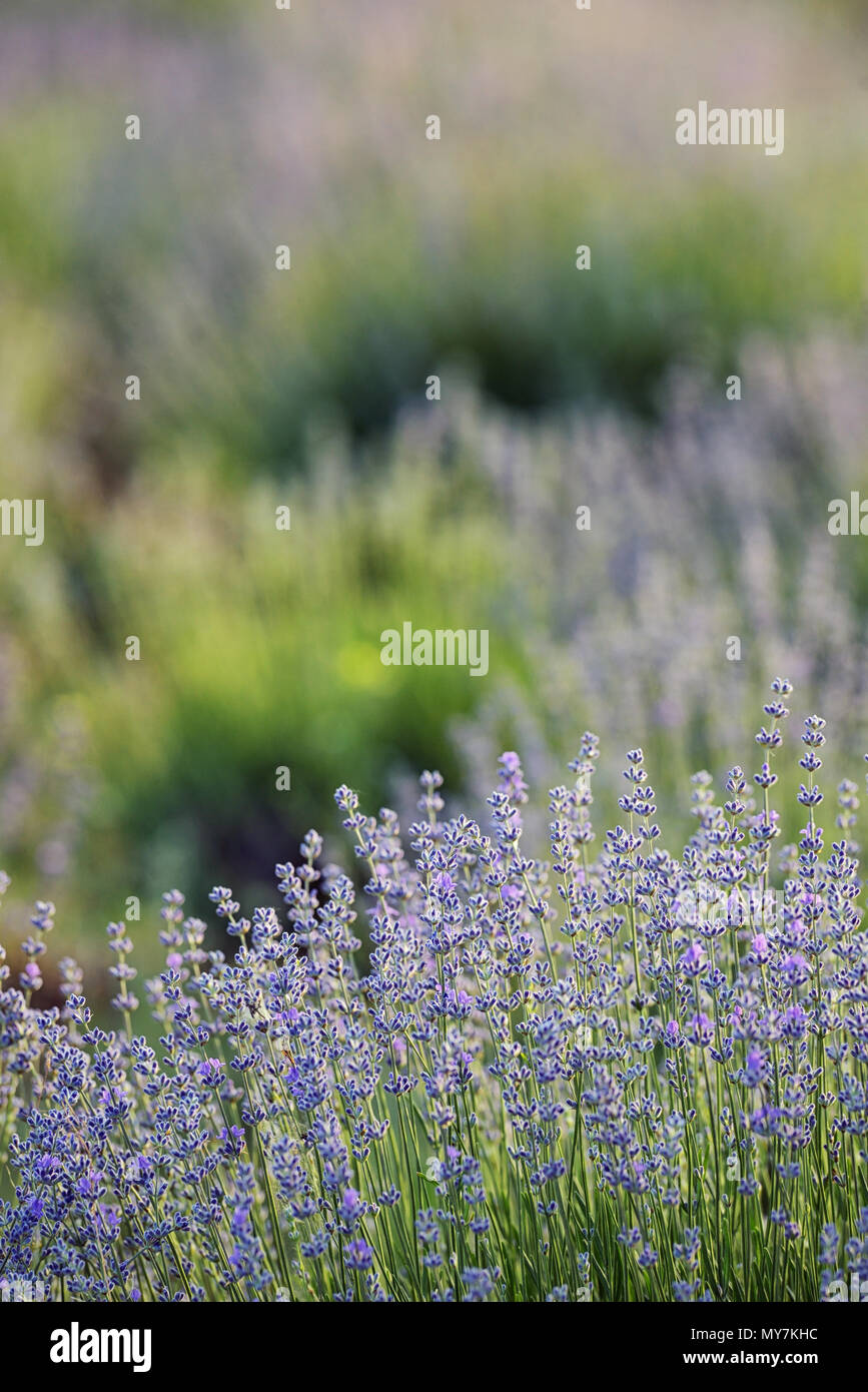 Fleurs de Lavande en été sur le terrain Banque D'Images