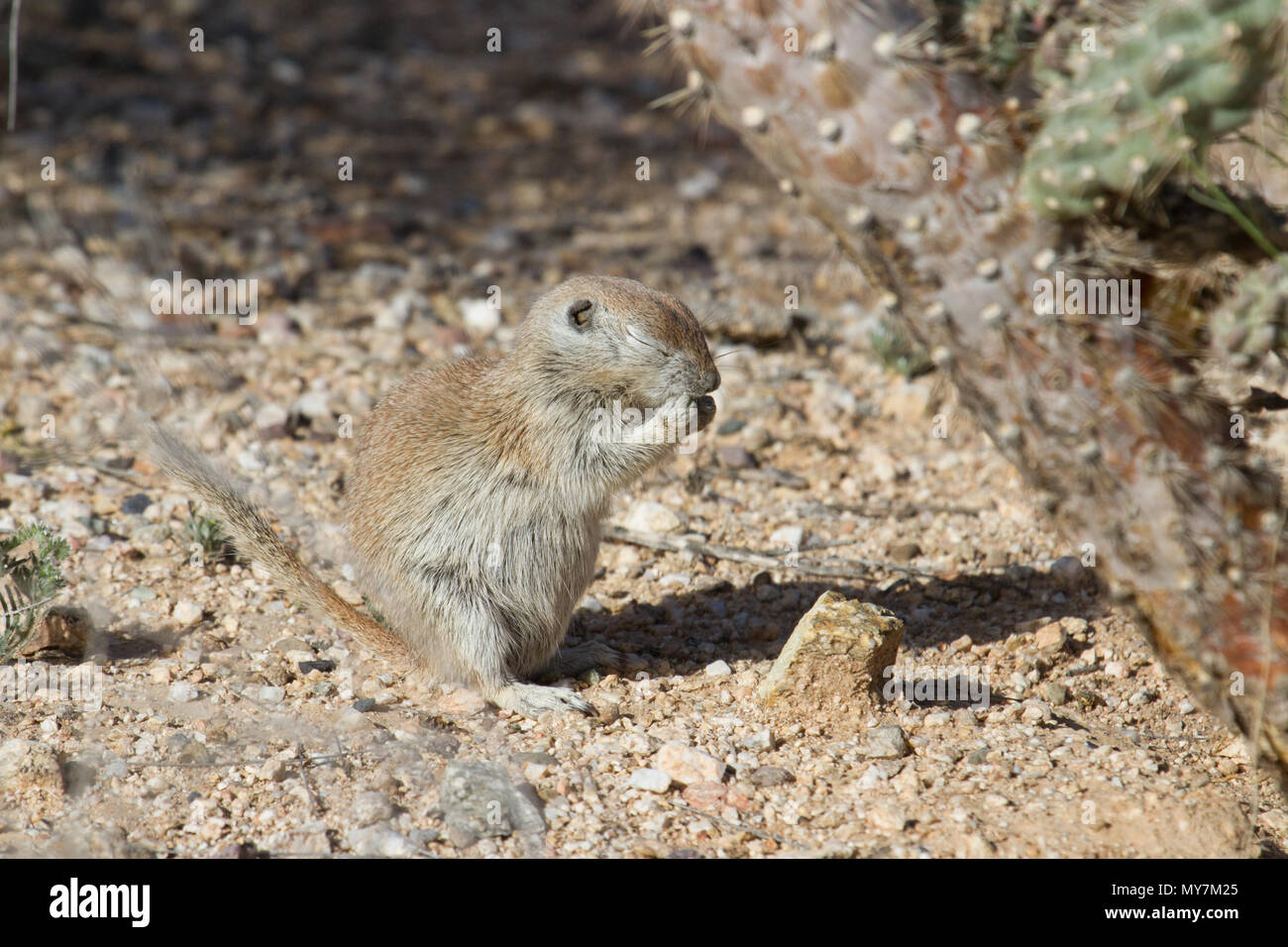 Une queue d'écureuil terrestre dans une posture de prière dans le désert de Sonora de l'Arizona, USA. Banque D'Images