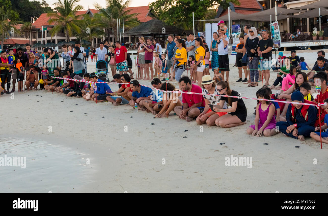 Les touristes à genoux sur la plage et libérant peu cute tortue verte (Chelonia mydas) les nouveau-nés qui tête instinctivement directement dans la mer. Banque D'Images