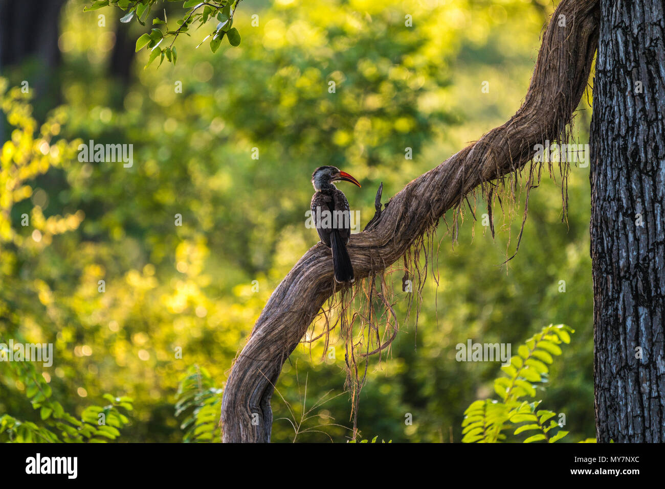 Un calao à bec rouge assis sur une branche d'arbre. Banque D'Images
