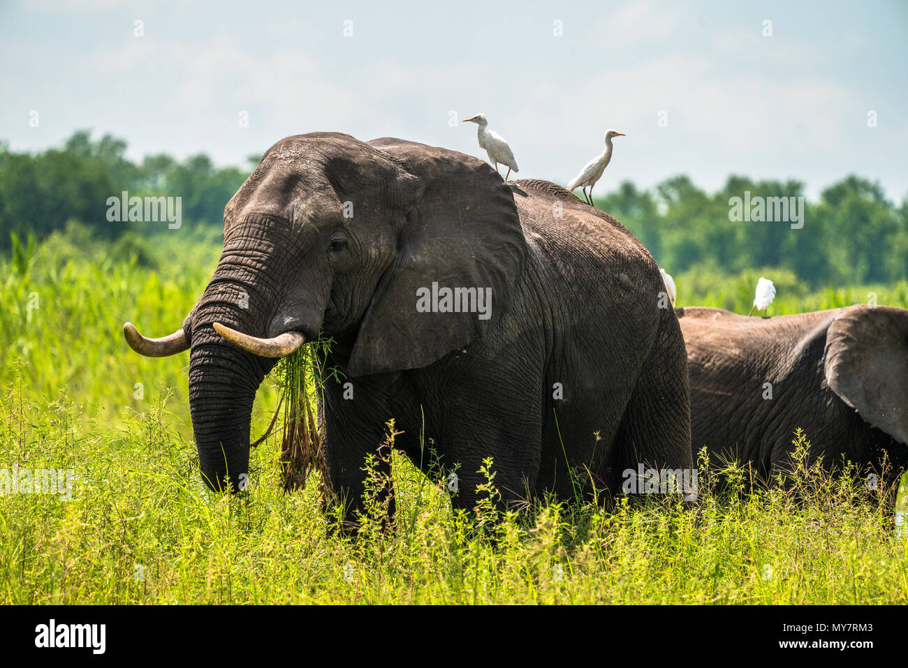 L'alimentation de l'éléphant sur l'herbe avec deux aigrettes blanches assis sur son dos. Banque D'Images