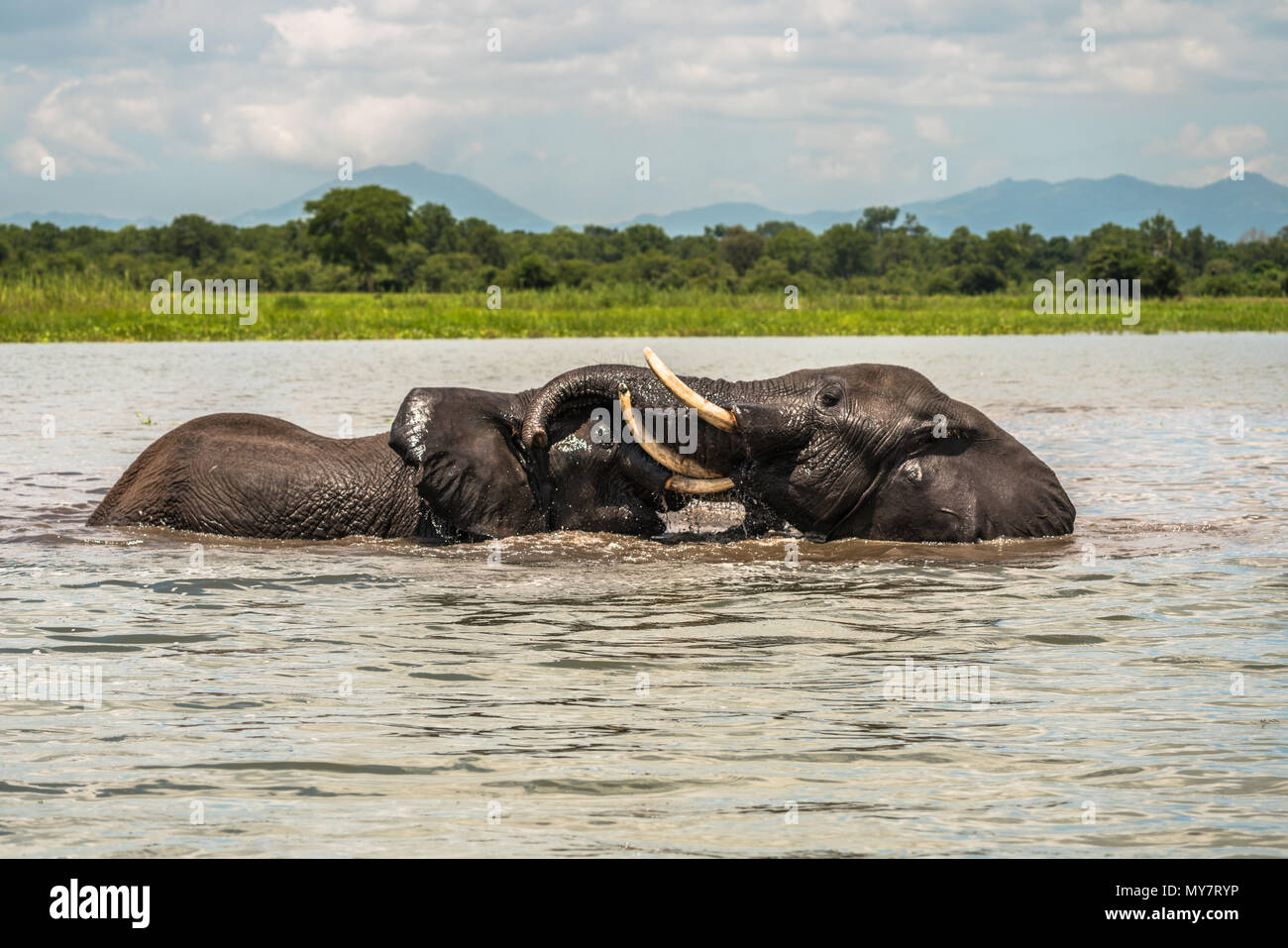 Deux éléphants baccalauréat en jouant dans l'eau. Banque D'Images