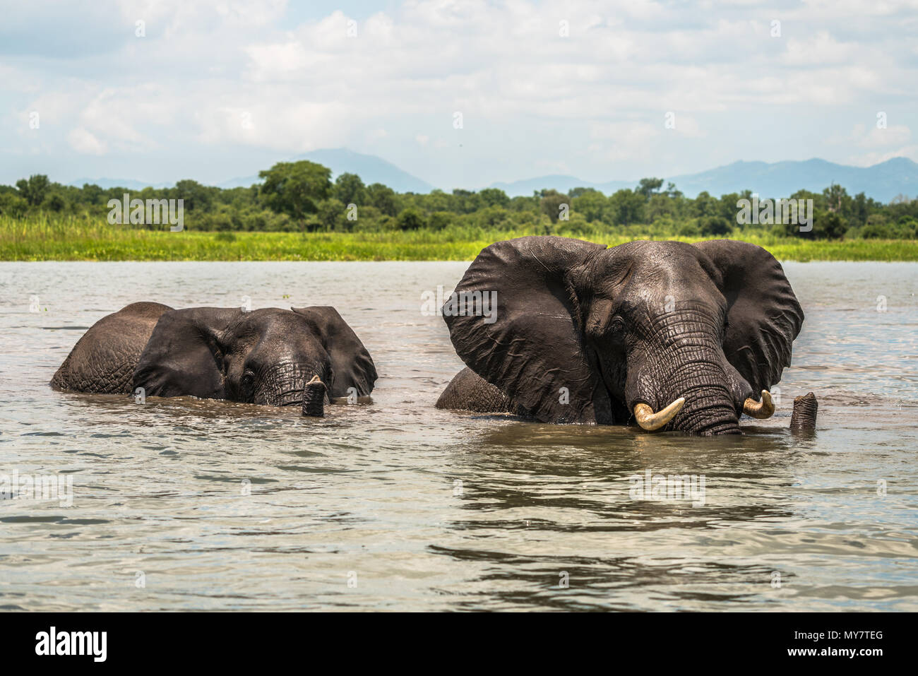 Deux éléphants traversant une rivière. Banque D'Images