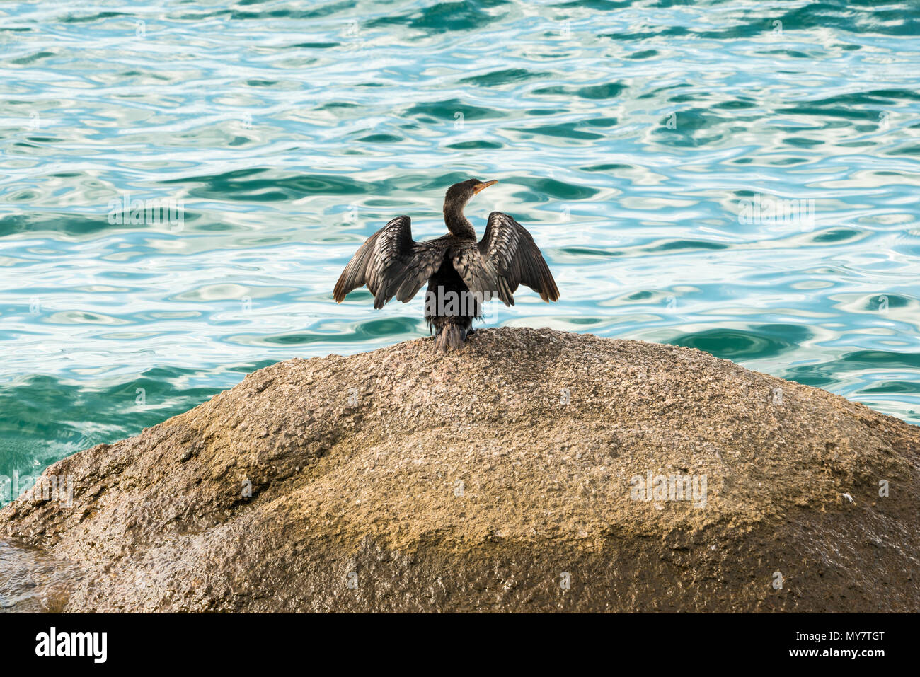 Un cormoran répandre ses ailes au soleil pour les sécher après la pêche pour l'alimentation. Banque D'Images