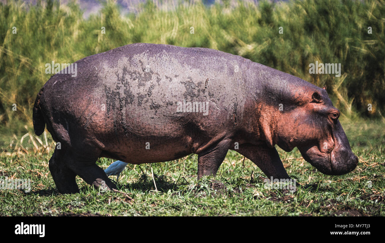 Un hippopotame marcher dans l'herbe le long d'une rivière, à la recherche de nourriture. Banque D'Images