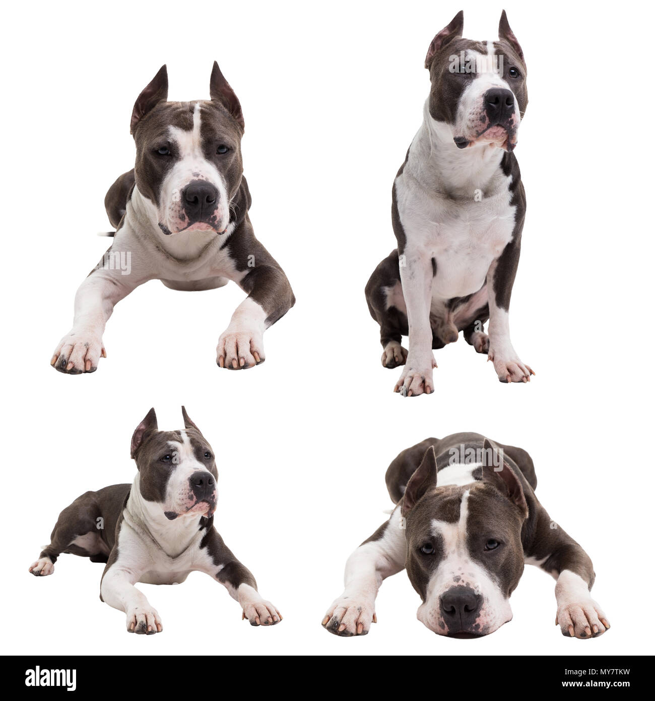 Combats de chiens races - American pit bull terrier - sur un fond blanc en studio isolé. collage. Banque D'Images