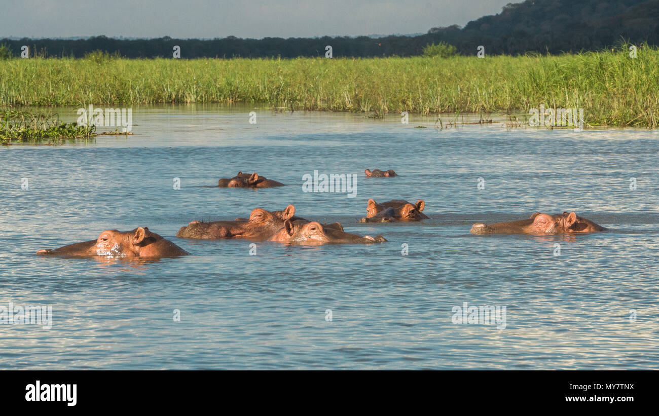 Hippopotames dans la rivière Shire. Banque D'Images