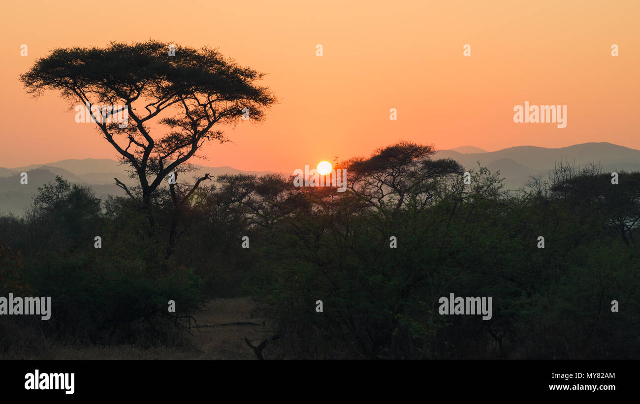 Lever du soleil dans la brousse africaine. Banque D'Images