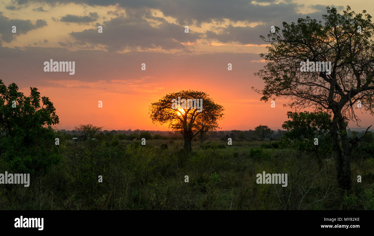 Soleil derrière un arbre dans le Parc National de Liwonde au Malawi. Banque D'Images