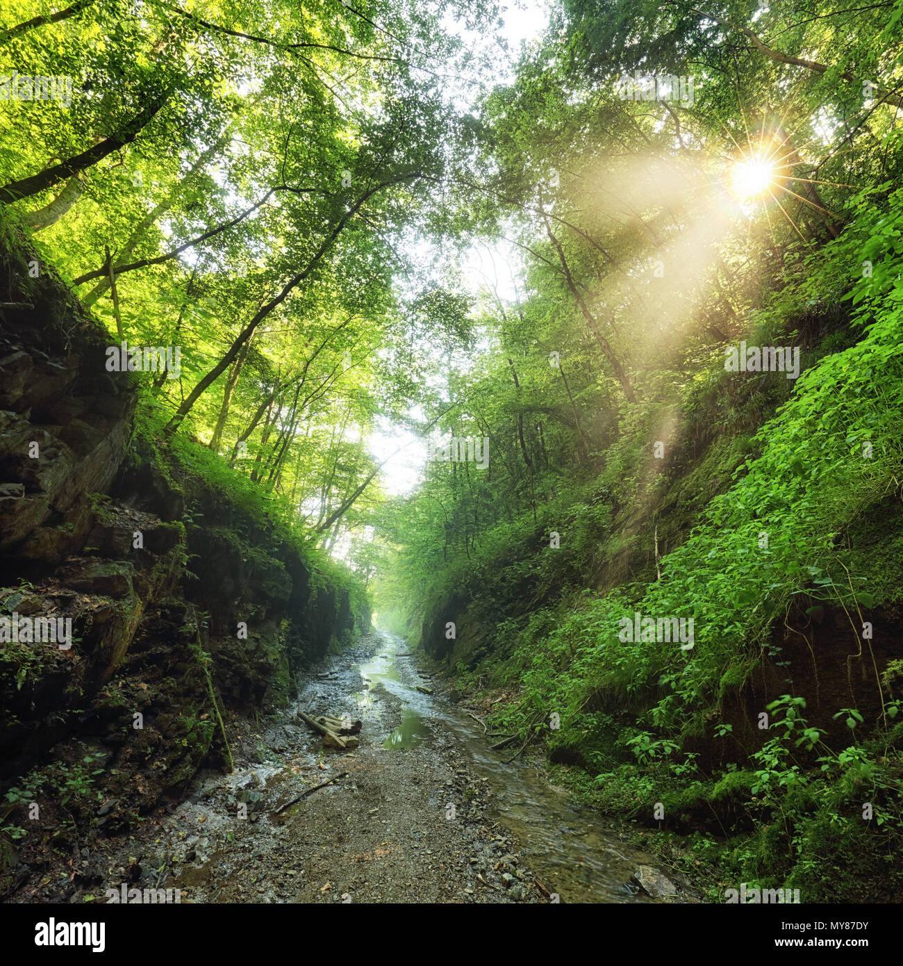 Chemin de la forêt verte avec Sun et Banque D'Images