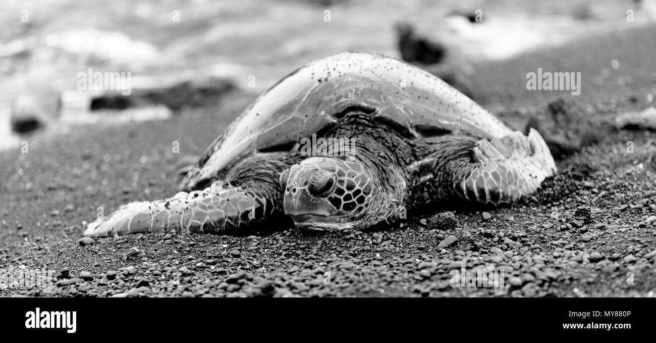 Tortue de mer est posée sur la plage à Hawaii Banque D'Images