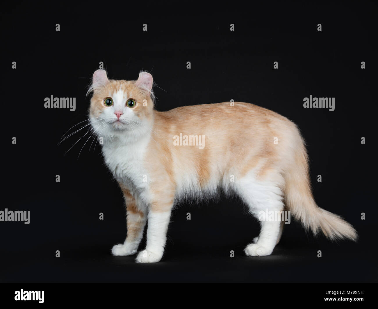 Blanc crème avec des profils American Curl cat standing side façons sur fond noir Banque D'Images