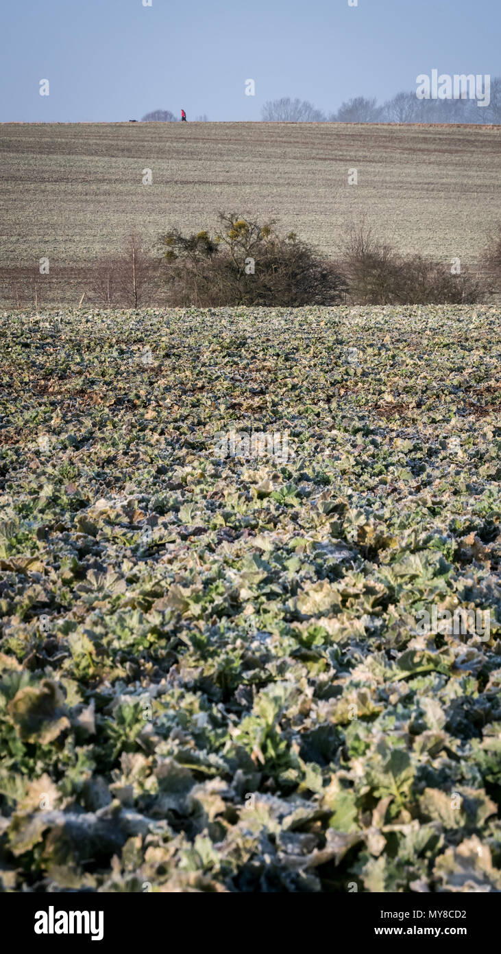 Paysage scène. Une personne marchant son chien à la distance, entouré de terres agricoles stériles et gelées. Saxe, Allemagne Banque D'Images