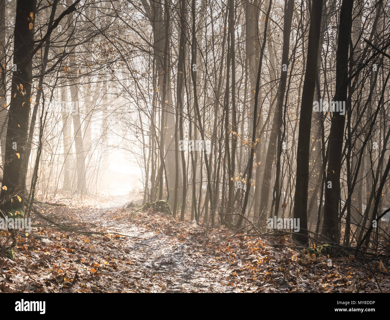 Un chemin de randonnée menant à travers une forêt enchantée à la mystique, dans une lumière dans le lointain. (Allemagne) Banque D'Images