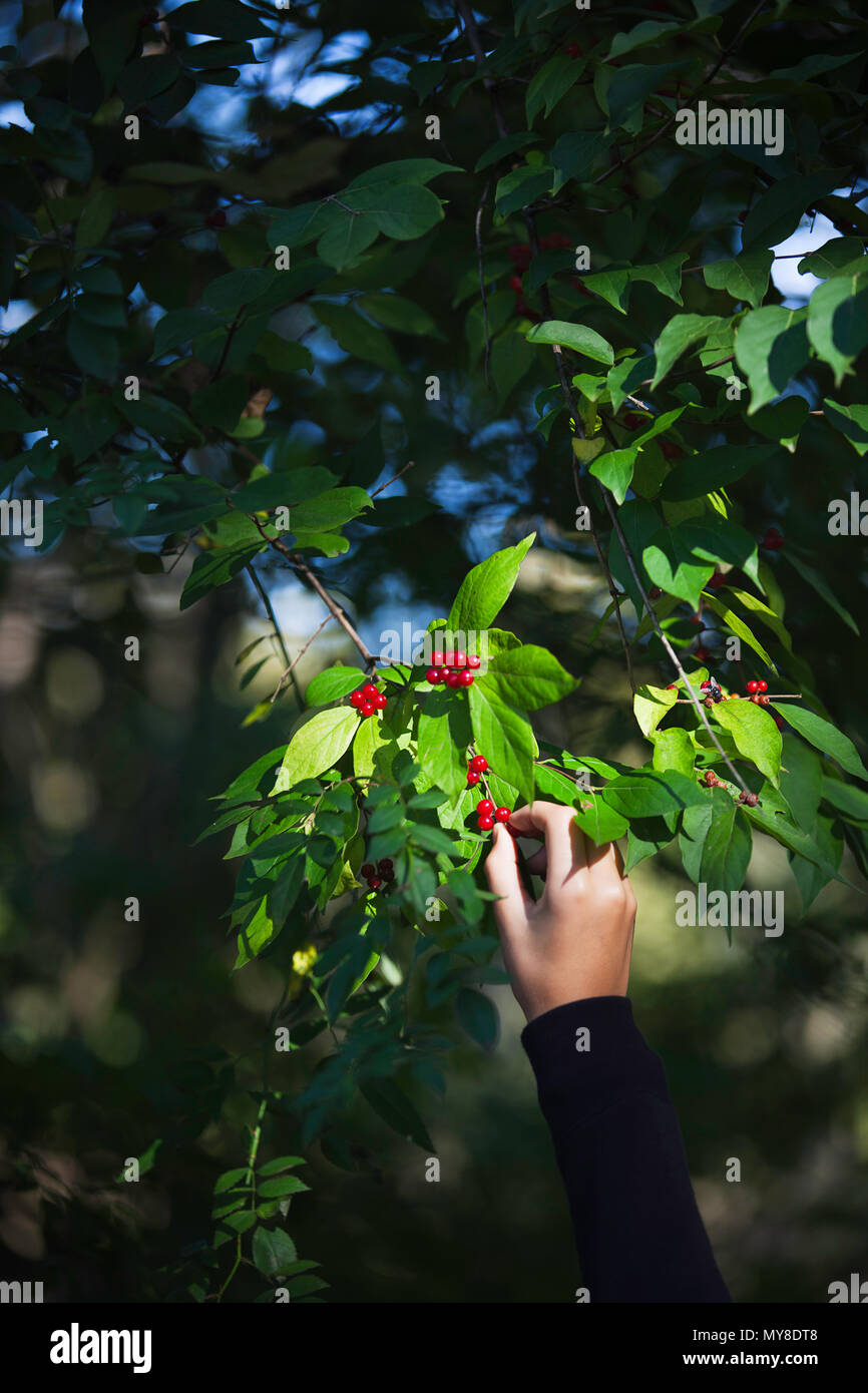 Young Girl picking winterberry de tree, close-up Banque D'Images