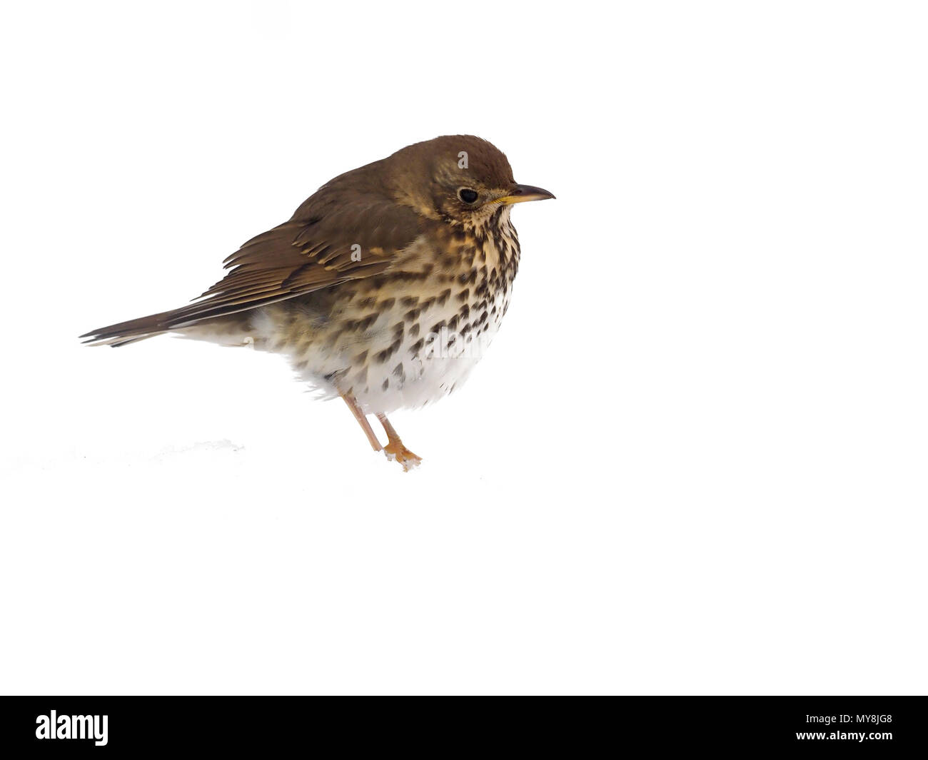 Grive musicienne, Turdus philomelos, seul oiseau dans la neige, dans le Warwickshire, Mars 2018 Banque D'Images