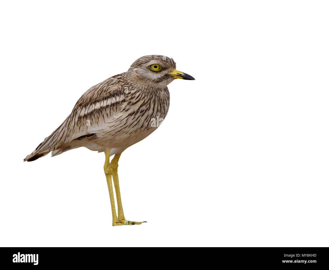 Oedicnème criard, Burhinus bistriatus, seul oiseau, Maroc, Mars 2018 Banque D'Images
