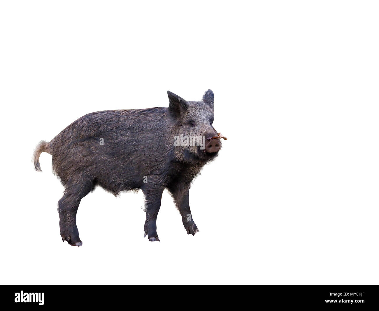 Sanglier, Sus scrofa, seul animal, forêt de Dean, Gloucestershire, Février 2018 Banque D'Images