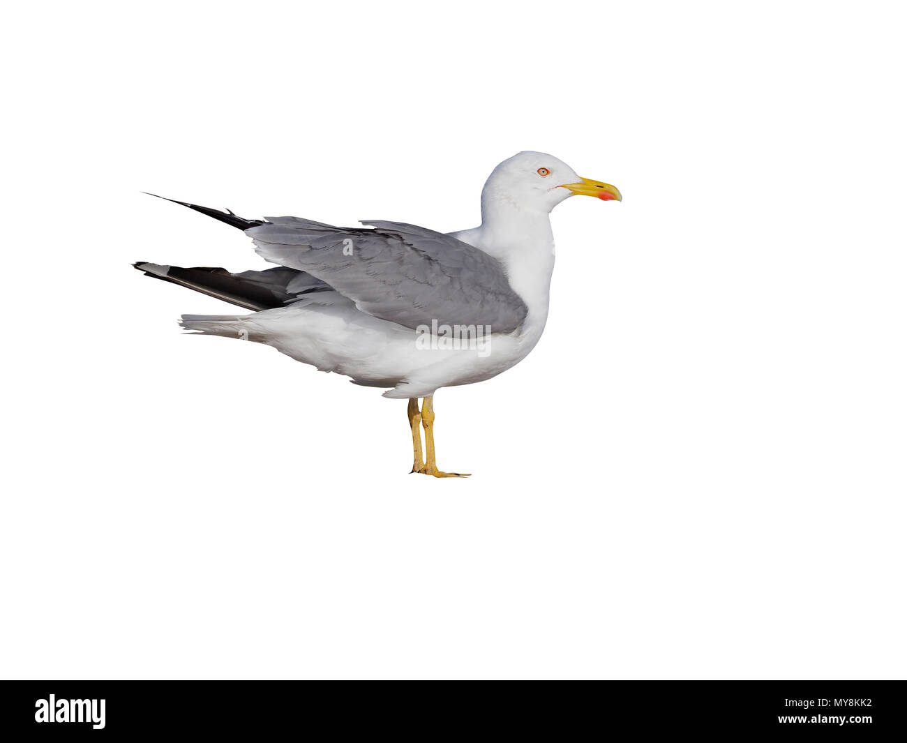 Yellow-legged gull Larus cachinnans, seul oiseau sur plage, Maroc, Mars 2018 Banque D'Images