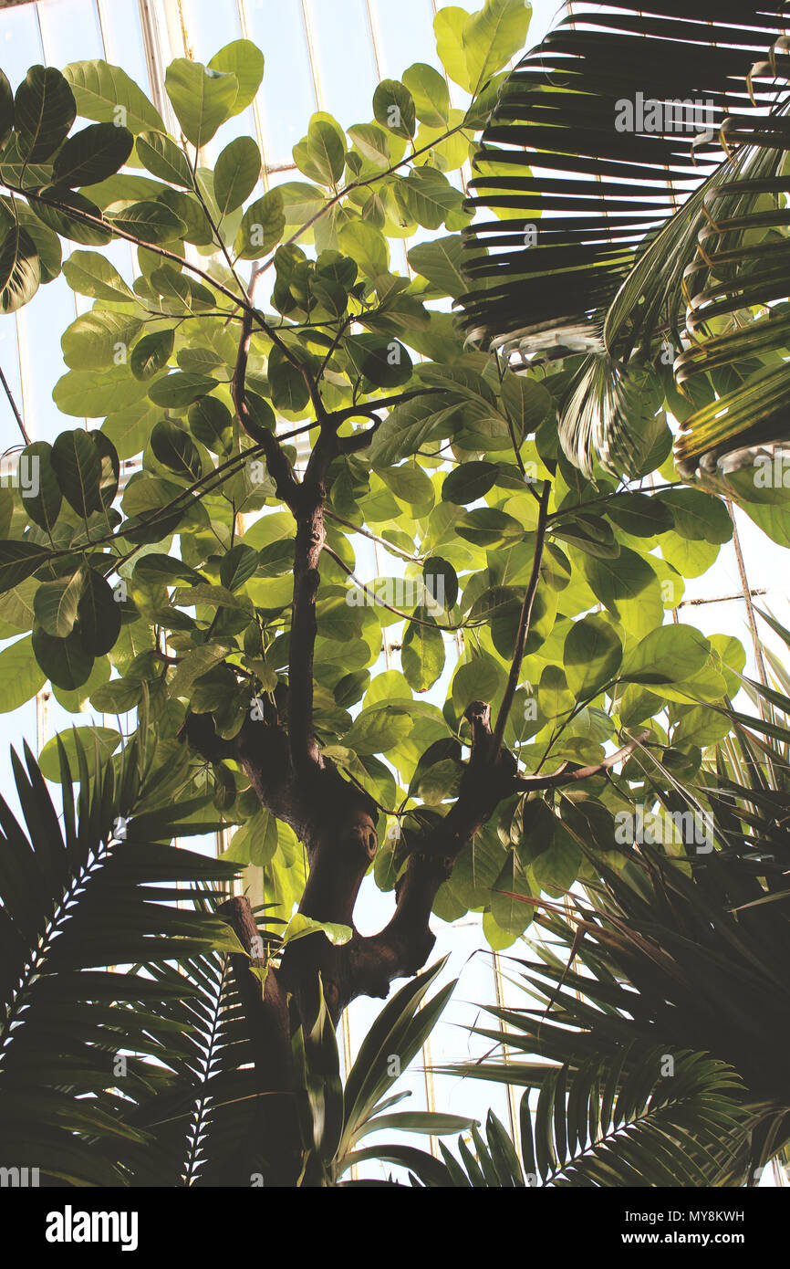 Diverses plantes dans le Palm House of the Royal Botanic Gardens (Kew). Banque D'Images