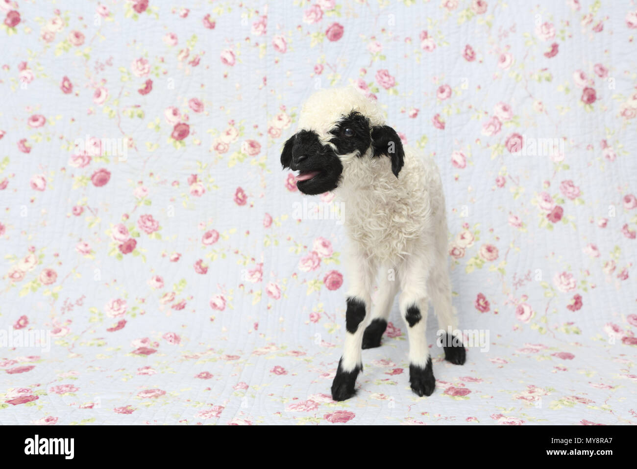 Le Valais les moutons. L'agneau (10 jours) Comité permanent tout en bêlements. Studio photo sur un fond bleu avec fleur rose imprimer. Allemagne Banque D'Images Le Valais les moutons. L'agneau (10 jours) Comité permanent tout en bêlements. Studio photo sur un fond bleu avec fleur rose imprimer. Allemagne Banque D'Images