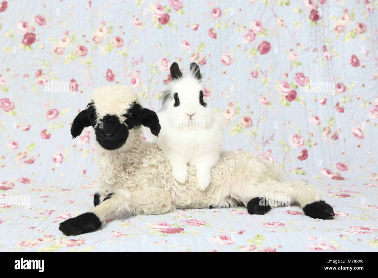 Le Valais les moutons. L'agneau (10 jours) et le lapin en peluche à côté de l'autre. Studio photo sur un fond bleu avec fleur rose imprimer. Allemagne Banque D'Images