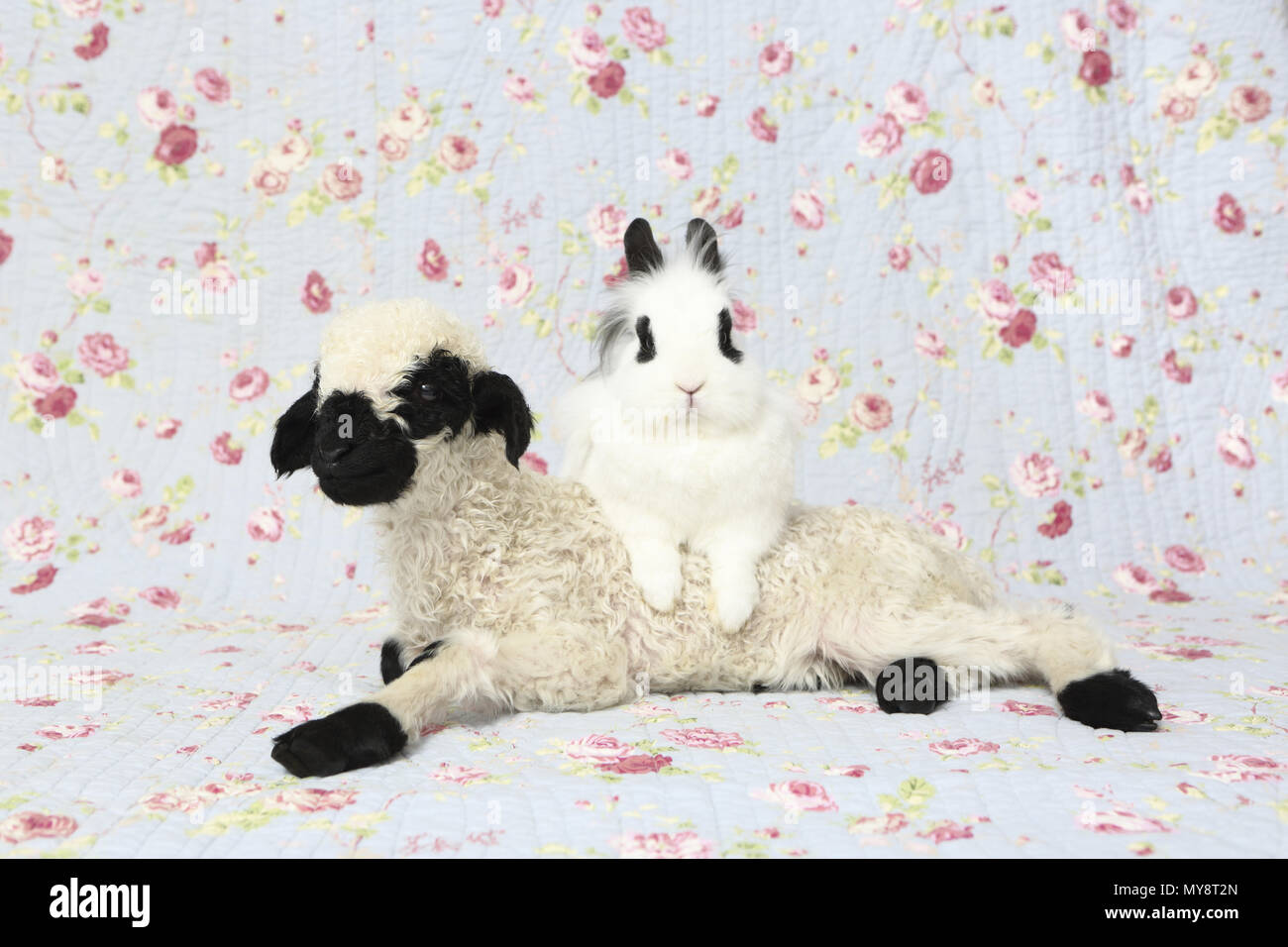 Le Valais les moutons. L'agneau (10 jours) et le lapin en peluche à côté de l'autre. Studio photo sur un fond bleu avec fleur rose imprimer. Allemagne Banque D'Images