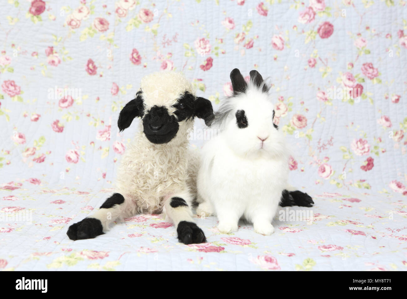 Le Valais les moutons. L'agneau (10 jours) et le lapin en peluche à côté de l'autre. Studio photo sur un fond bleu avec fleur rose imprimer. Allemagne Banque D'Images