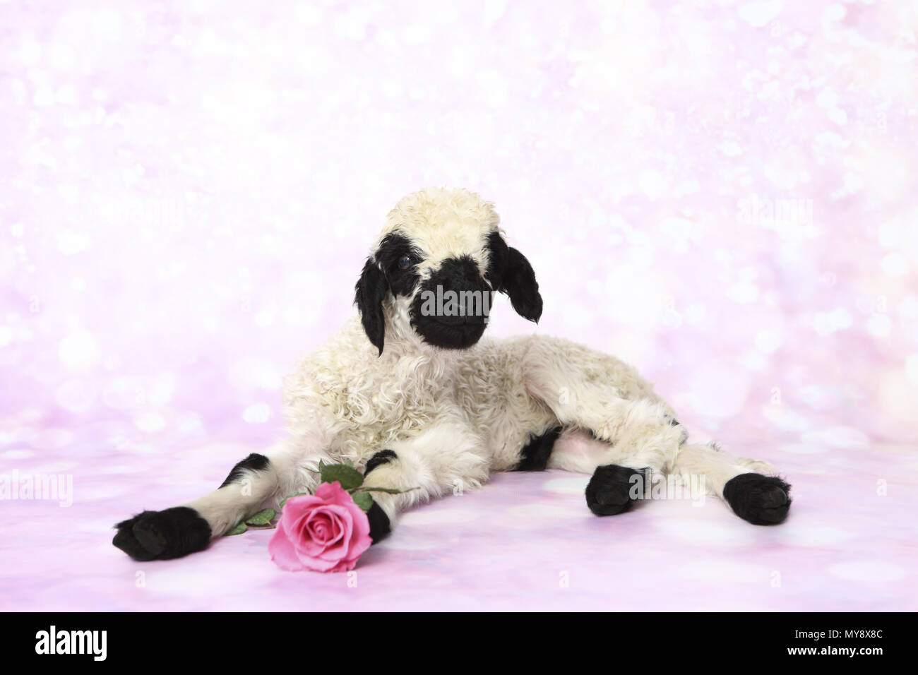 Le Valais les moutons. L'agneau (6 jours) couché à côté d'une rose rose. Studio photo sur un fond rose. Allemagne Banque D'Images