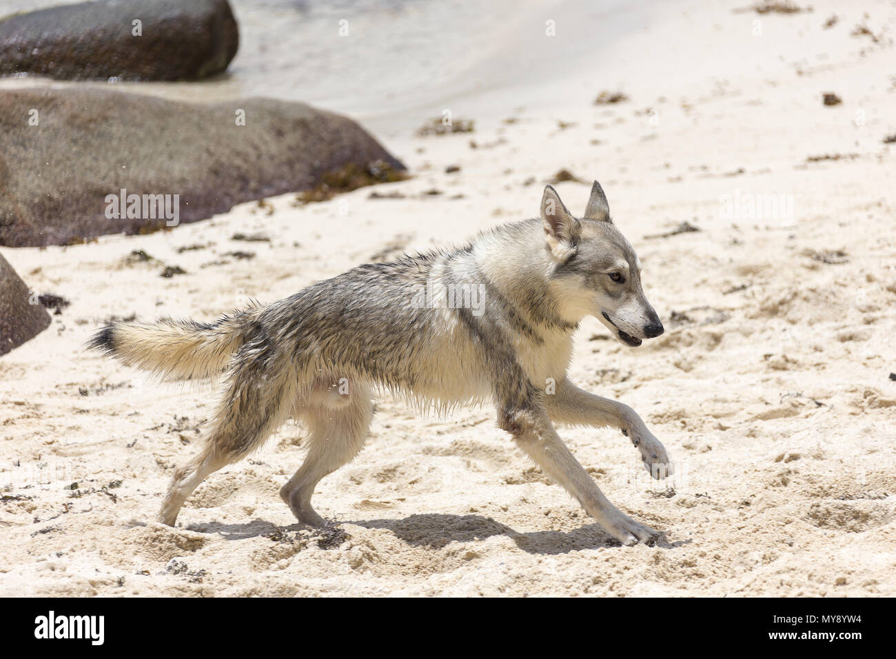 Tamaskan Dog. Chien adulte fonctionnant sur une plage. Seychelles Banque D'Images