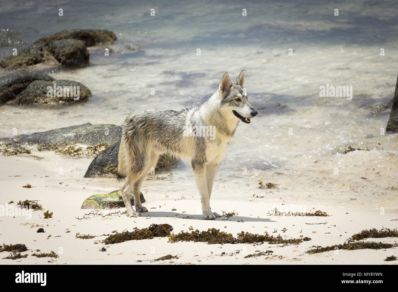 Tamaskan Dog. Chien adulte debout sur une plage. Seychelles Banque D'Images