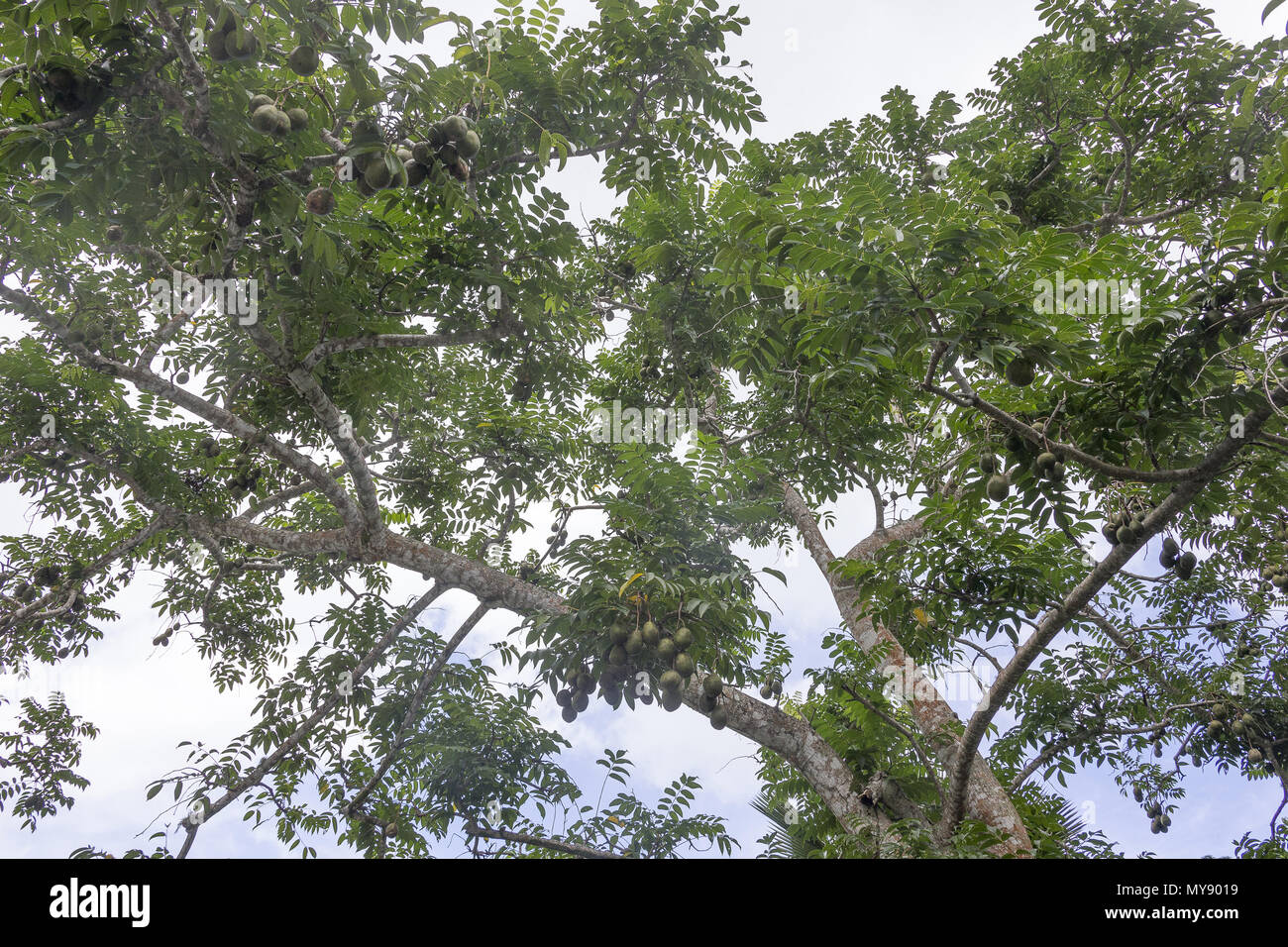 Golden Plum (Spondias dulcis). Vue vers le haut le tronc d'un grand arbre. Seychelles Banque D'Images